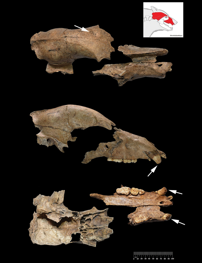 Череп медведя