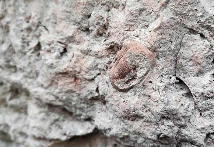 Трилобит в стене