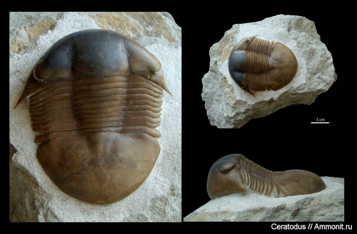 Трилобит Illaenus schmidti