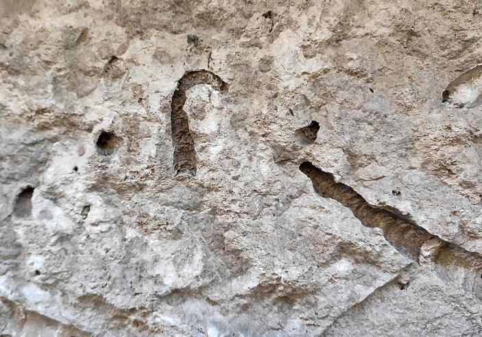 Отпечаток Lituitida