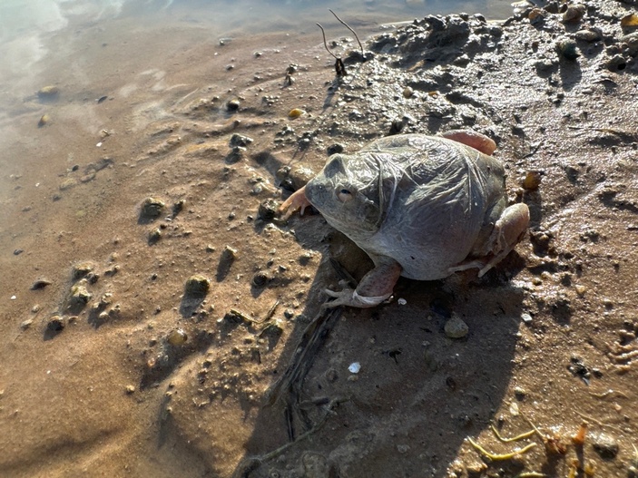 Лягушка готовится к спячке