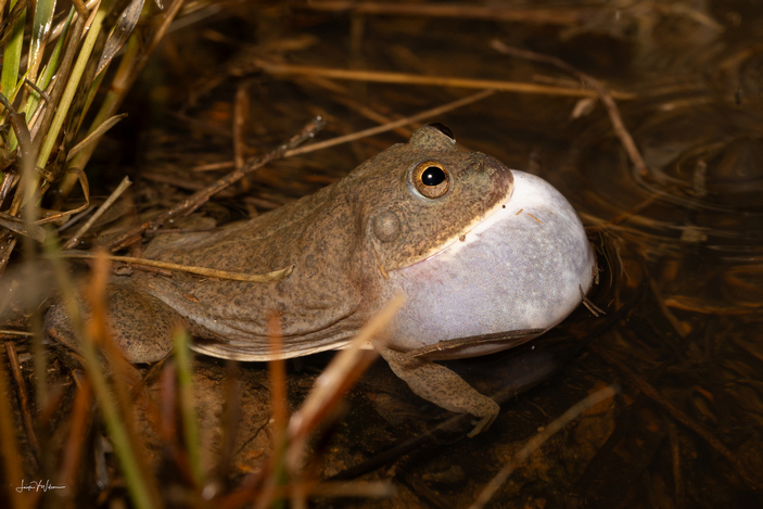 Самец лопатницы