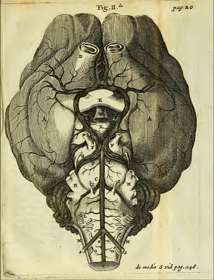 Мозг овцы в той же проекции, в какой выше был изображен мозг человека. Иллюстрация из «Анатомии мозга» Томаса Уиллиса