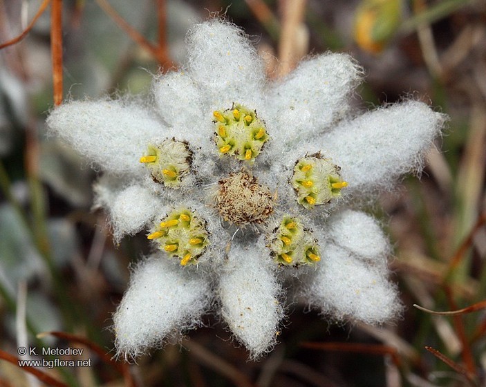 Эдельвейс 