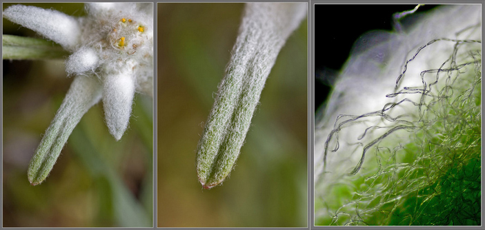 Опушение эдельвейса 