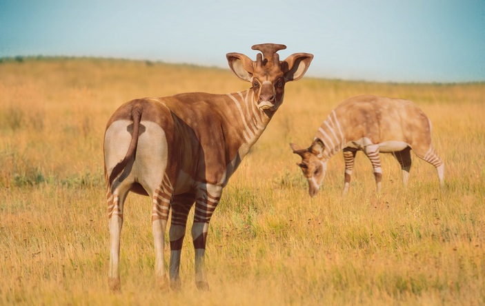 Ксенокериксы