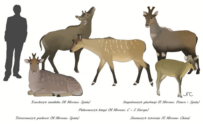 Некоторые виды палеомерицид