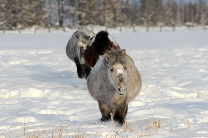 Молодые якутские лошади