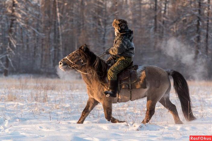 Всадник на якутской лошади