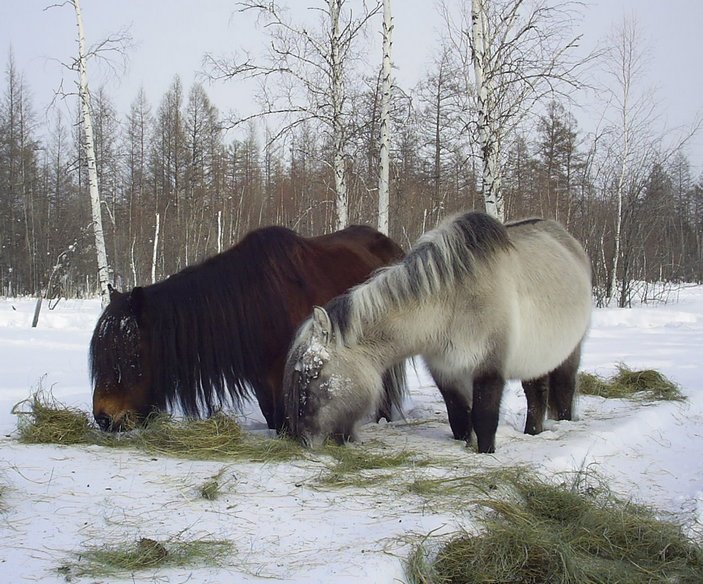 Подкормка якутских лошадей