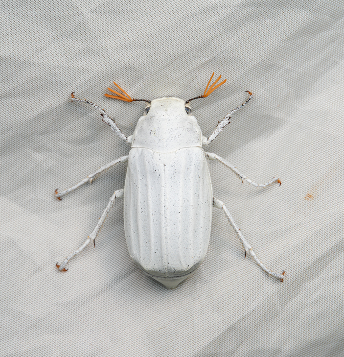 Жук Cyphochilus