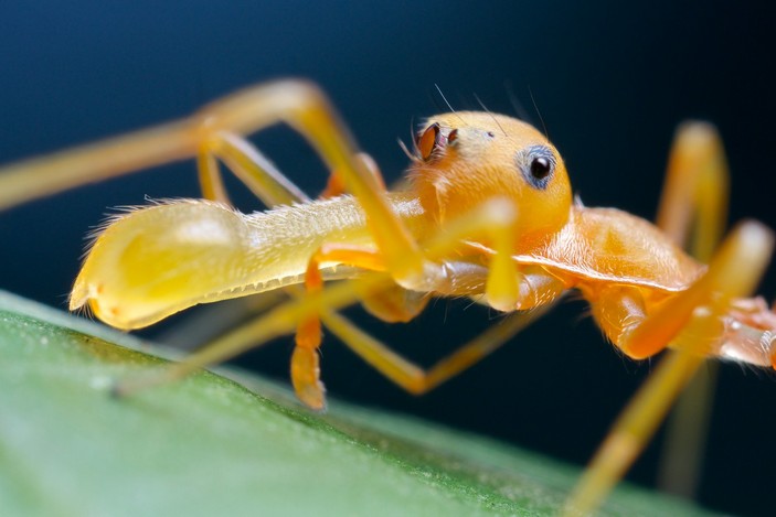Голова самца Myrmaplata plataleoides