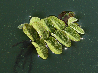 Водный папоротник