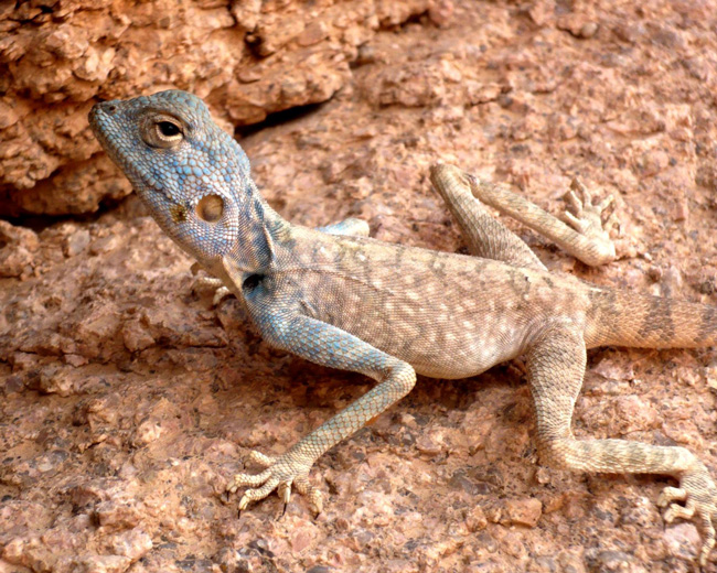 Самка синайской агамы (Pseudotrapelus sinaitu)