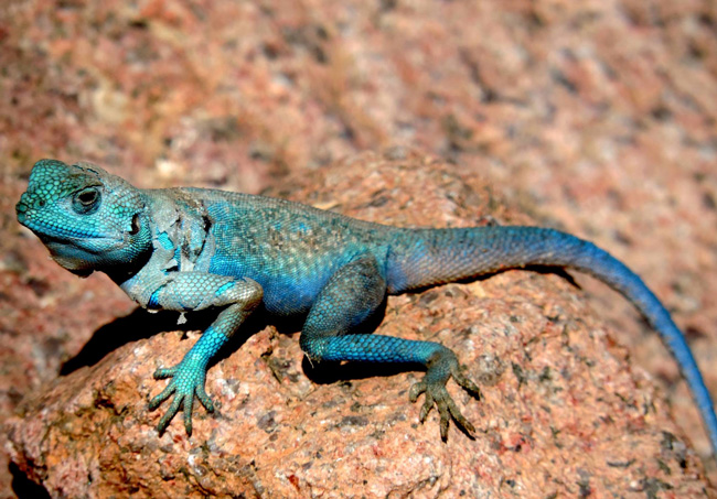 Самец синайской агамы (Pseudotrapelus sinaitus)