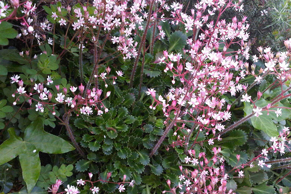 Лузитанская «Атлантида»