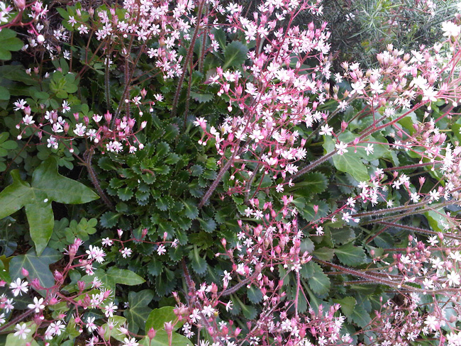 Лузитанская флора