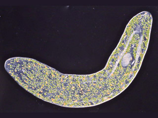 Бескишечный червь