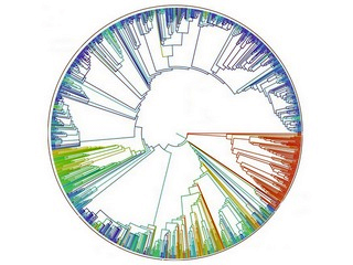 Открытое древо жизни