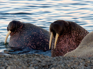 Моржи острова Матвеев