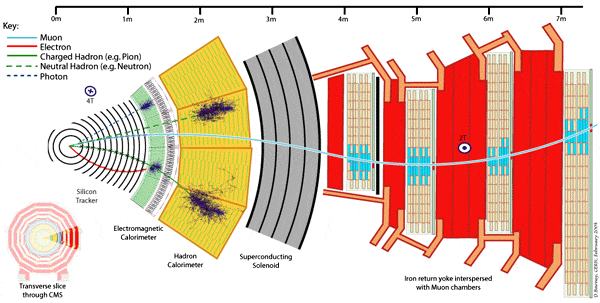 Рис.&nbsp;2. Сектор детектора CMS с&nbsp;последовательностью детектирующих камер. Внутри установлено несколько слоев трековых детекторов, затем идут электромагнитный и адронный калориметры, снаружи расположен магнитный соленоид, а&nbsp;затем&nbsp;— массивное ярмо магнита с&nbsp;мюонными камерами. Рис. с сайта cms-project-cmsinfo.web.cern.ch
