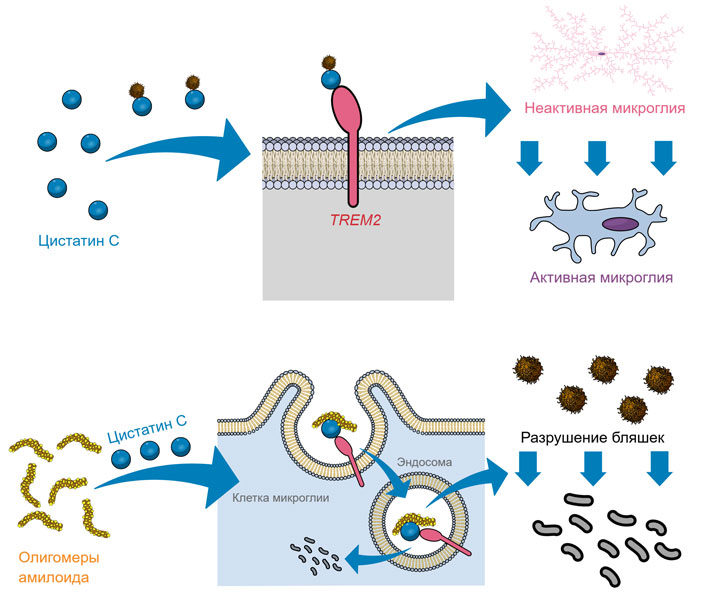 Рис. 4. Механизм антиамилоидного действия цистатина C
