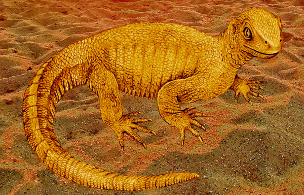 Рис. 1. Pappochelys rosinae