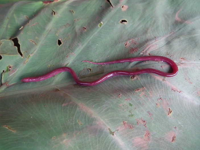 Рис. 2. Typhlosynbranchus luticolus — почвенная рыба из Камеруна