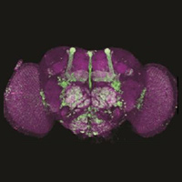 Экспрессия генов субъединиц α2 и β2
