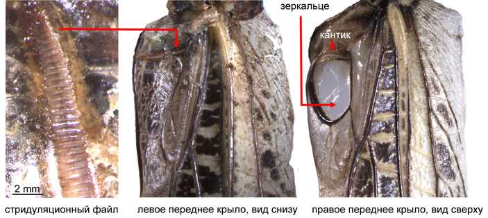 Рис. 2. Стридуляционный аппарат серого кузнечика