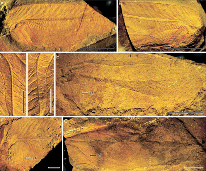 Рис. 4. Хаглиды из триасового местонахождения Мадыген