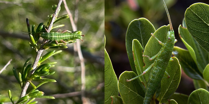 Калифорнийский палочник Timema cristinae