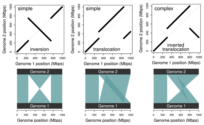 Модель инверсии, транслокации и инверсии с транслокацией