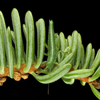 Калифорнийский палочник Timema cristinae