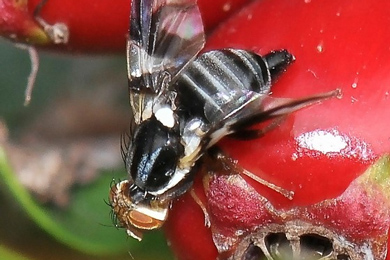 Яблонная пестрокрылка (Rhagoletis pomonella)