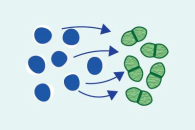 Антибиотик атакует целевые бактерии
