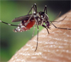 Напившаяся крови самка комара Aedes albopictus на коже человека. Фото сайта de.wikipedia.org