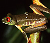 Квакша Agalychnis callidryas из семейства Hylidae. Фото: Christian R. Linder с сайта wikipedia.org