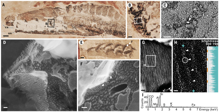 Рис. 4. Ультраструктура жаберных дуг юньнанозоона