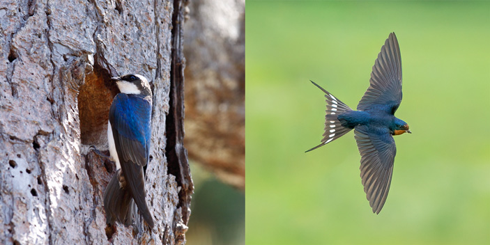 Рис. 1. Древесная американская ласточка (Tachycineta bicolor) и деревенская ласточка (Hirundo rustica)