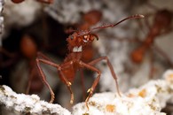 Муравьи Acromyrmex echinatior в своей грибнице