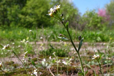 Резушка Таля (Arabidopsis thaliana) — повсеместно встречающееся растение семейства крестоцветных, ставшее для специалистов по генетике растений таким же излюбленным объектом, как дрозофила — для исследователей генетики животных. Фото с сайта molbiol.ru