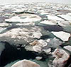 Тающий арктический лед. Фото: Peter West, National Science Foundation