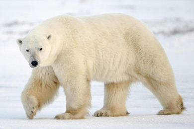 Белый медведь (Ursus maritimus)