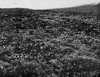 Тундра Аляски в 1899 году (фото с сайта www.sierraclub.org)