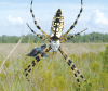 Желтый садовый паук (Argiope aurantia). Этот верховный хищник соединяет два совершенно разных канала — один начинается на суше, а другой в водоеме. Фото M.W.McCoy, Univ. Florida из статьи Robert D.Holt, Ecology: Asymmetry and stability, Nature, 442, 252-253