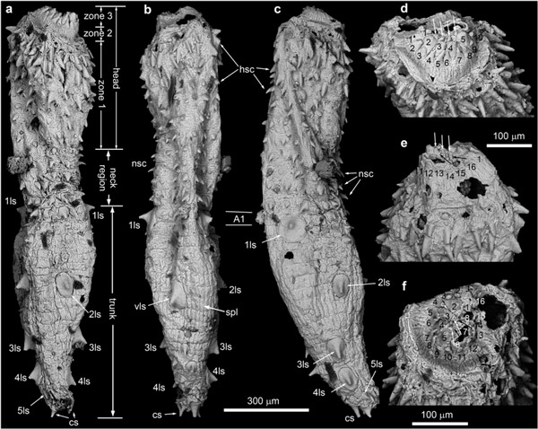 Рис. 3. Eokinorhynchus rarus — древнейший представитель киноринхов