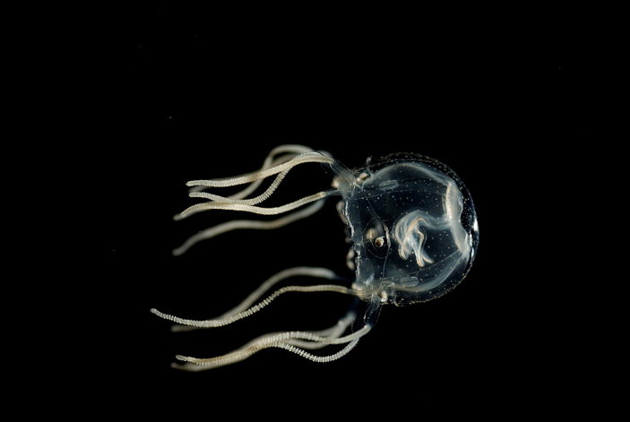 Кубомедуза Tripedalia cystophora