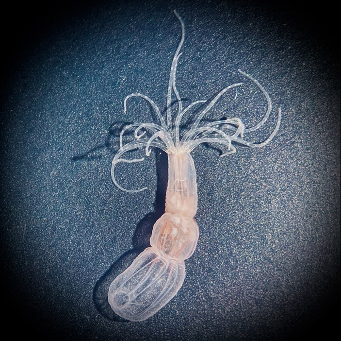 Актиния Nematostella vectensis