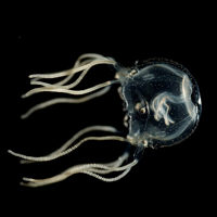 Кубомедуза Tripedalia cystophora